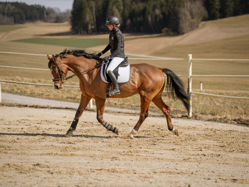Springpferd zum Verkauf: Mack HWG