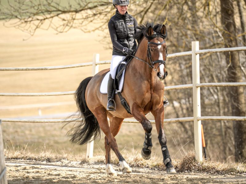 Springpferd zum Verkauf: Mack HWG
