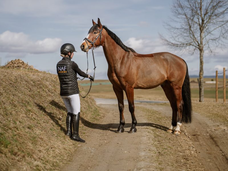 Springpferd zum Verkauf: Mack HWG